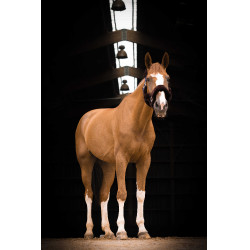 Cabezada Equi-Theme Teddy Marino / marrón Azul