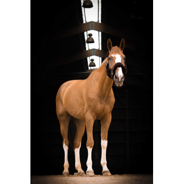 Cabezada Equi-Theme Teddy Marino / marrón Azul