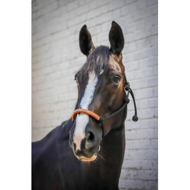 Cabezada de cuadra Pénélope American Negro