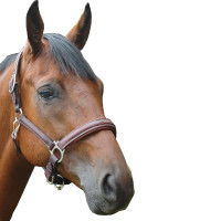 Cabezada de cuadra Privilege Equitation Royan Castaño