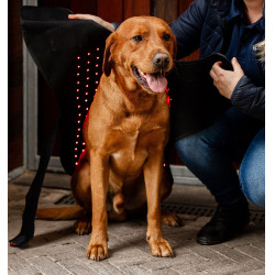 Abrigo para perro de terapia Horseware con luz roja LED Negro / negro Abrigo para perro de terapia Horseware con luz roja LED Negro / negro