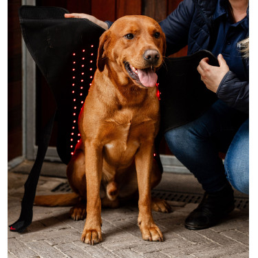 Abrigo para perro de terapia Horseware con luz roja LED Negro / negro Abrigo para perro de terapia Horseware con luz roja LED Negro / negro