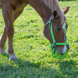 Greenguard Fluo verde