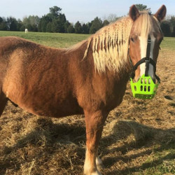 Greenguard Fluo verde