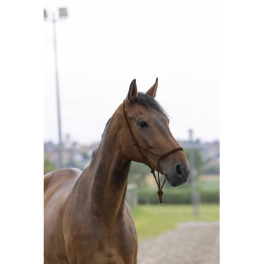 Cabezada de cuerda First Castaño Marr&amp;oacute;n