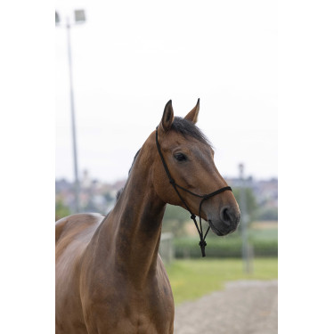 Cabezada de cuerda First Negro