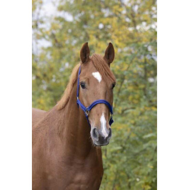 Cabezada de nylon forrada de cuero Azúl / negro Cabezada de nylon forrada de cuero Azúl / negro