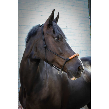 Cabezada de cuadra Pénélope American Negro