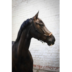 Cabezada de cuadra Pénélope American Negro