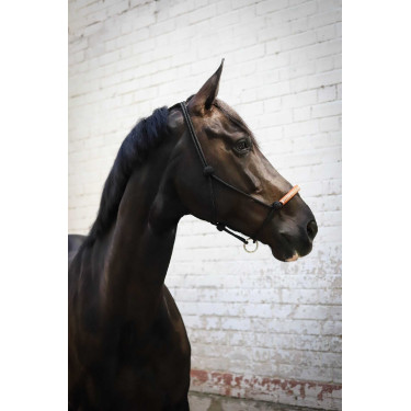 Cabezada de cuadra Pénélope American Negro