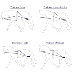 Riendas auxiliares dar la cuerda Privilege Equitation