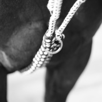 Riendas auxiliares soft rope Canter marine/blanc Azul Riendas auxiliares soft rope Canter marine/blanc Azul