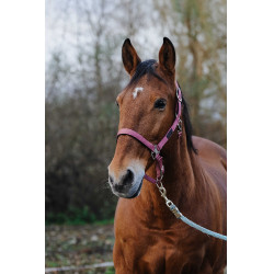 Cabezada de nailon Spring Equithème Rosa