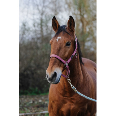 Cabezada de nailon Spring Equithème Rosa