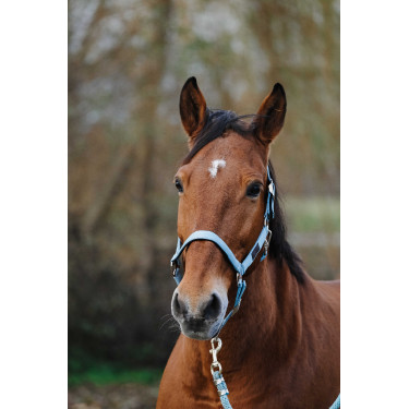 Cabezada de nailon Spring Equithème Turquesa Azul