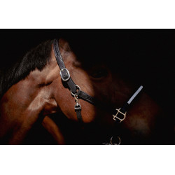 Cabezada Pénélope Harmonie Negro