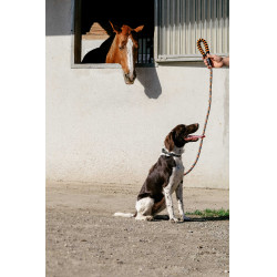 Correa para perro con asa EQUITHÈME - Haspen Negro / empuñadura naranja