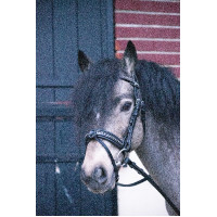 Cabezada Pénélope Eden Havana Marrón