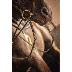 Riendas Pénélope Howlett Negro