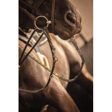 Riendas Pénélope Howlett Negro Riendas Pénélope Howlett Negro