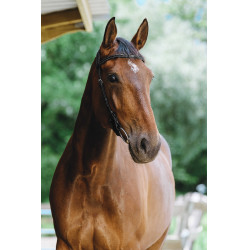 Cabezada de montar NORTON - Freedom Negro