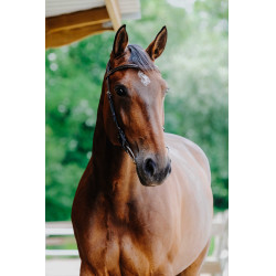 Cabezada de montar NORTON - Freedom Havana Marrón