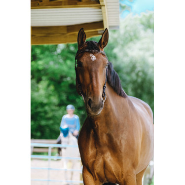 Cabezada de montar NORTON - Freedom Havana Marrón