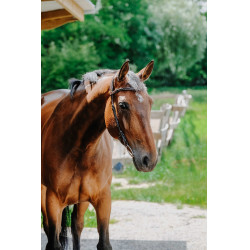 Cabezada de montar NORTON - Freedom Havana Marrón