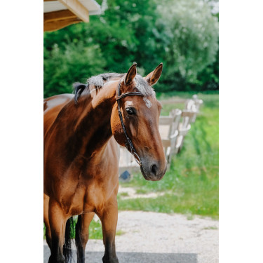 Cabezada de montar NORTON - Freedom Havana Marrón
