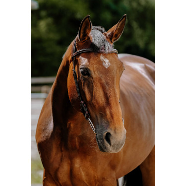 Cabezada de montar NORTON - Freedom Havana Marrón