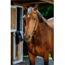 Cabezada de montar NORTON - Freedom Havana Marrón