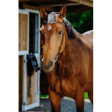 Cabezada de montar NORTON - Freedom Havana Marrón