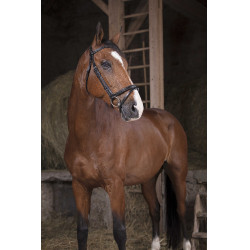 Cabezada Norton Pro Fin Negro