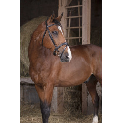 Cabezada Norton Pro Vague Negro