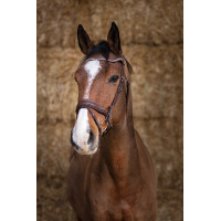 Cabezada de montar Norton Pro  Miss Havana Marrón