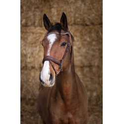 Cabezada de montar Norton Pro  Miss Havana Marrón