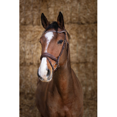 Cabezada de montar Norton Pro  Miss Havana Marrón