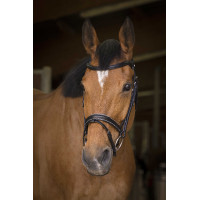 Cabezada de montar Norton Pro Rock Havana Marrón