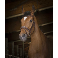 Cabezada de montar Norton Pro Rock Havana Marrón