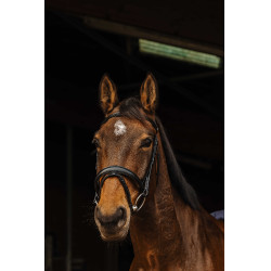 Bridon Norton Pro Dark Negro