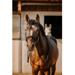 Cabezada de montar ERIC THOMAS Work Negro