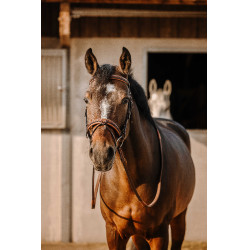 Cabezada de montar ERIC THOMAS Work Havana Marrón