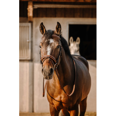 Cabezada de montar ERIC THOMAS Work Havana Marrón