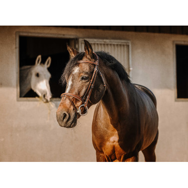 Cabezada de montar ERIC THOMAS Crown Havana Marrón