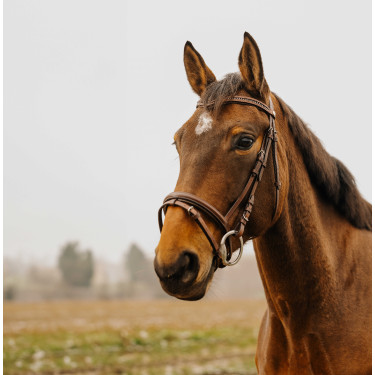 Cabezada de montar NORTON CLUB Strass V Havana Marrón
