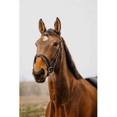 Cabezada de montar NORTON CLUB Strass V Negro