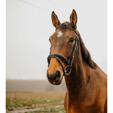 NORTON CLUB Square Cabezada de montar Negro