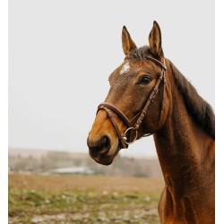 NORTON CLUB Square Cabezada de montar Havana Marrón