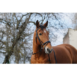 Entrenamiento Bridon Norton Negro