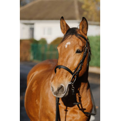 Entrenamiento Bridon Norton Negro